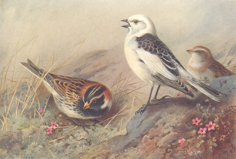 BRITISH BIRDS. Lapland Bunting; Snow-Bunting. THORBURN 1925 old vintage print